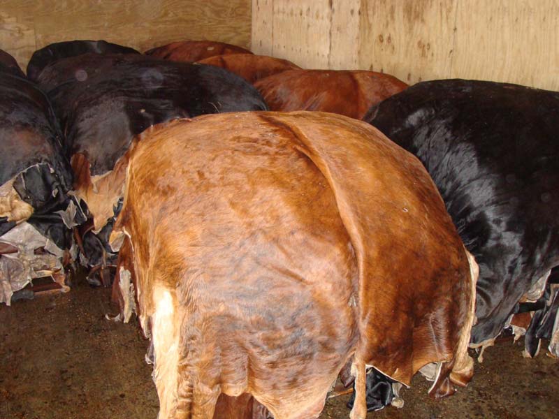 Different types of leather hides